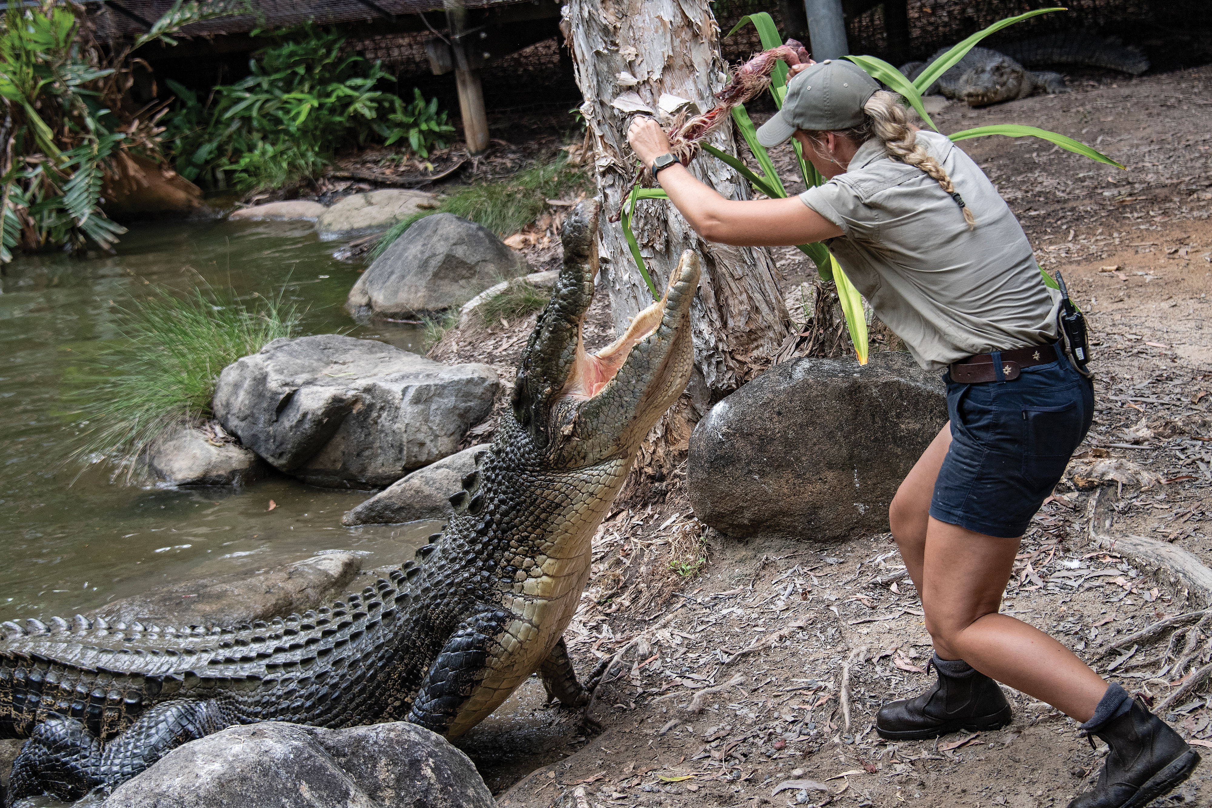Hartley's Crocodile Adventures lagoon cruise near Cairns