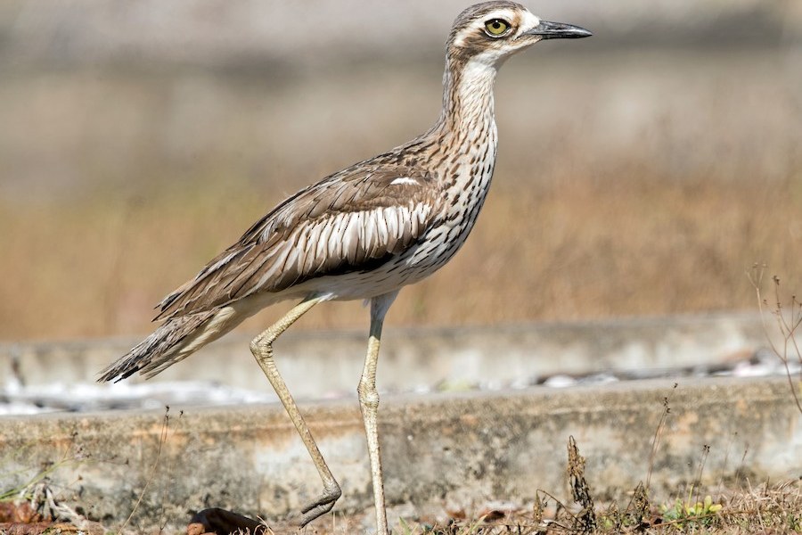 Bush Stone-Curlew