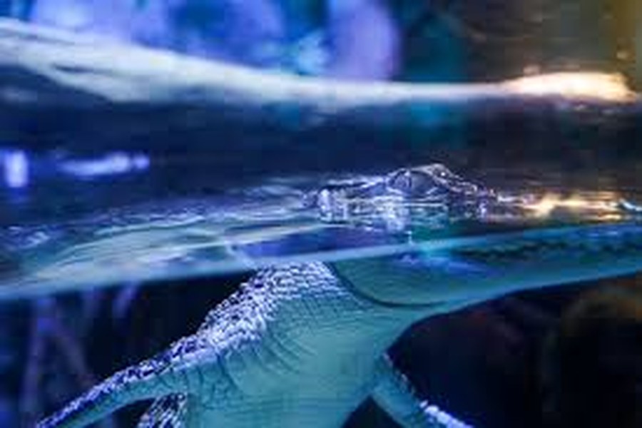 Cairns Aquarium