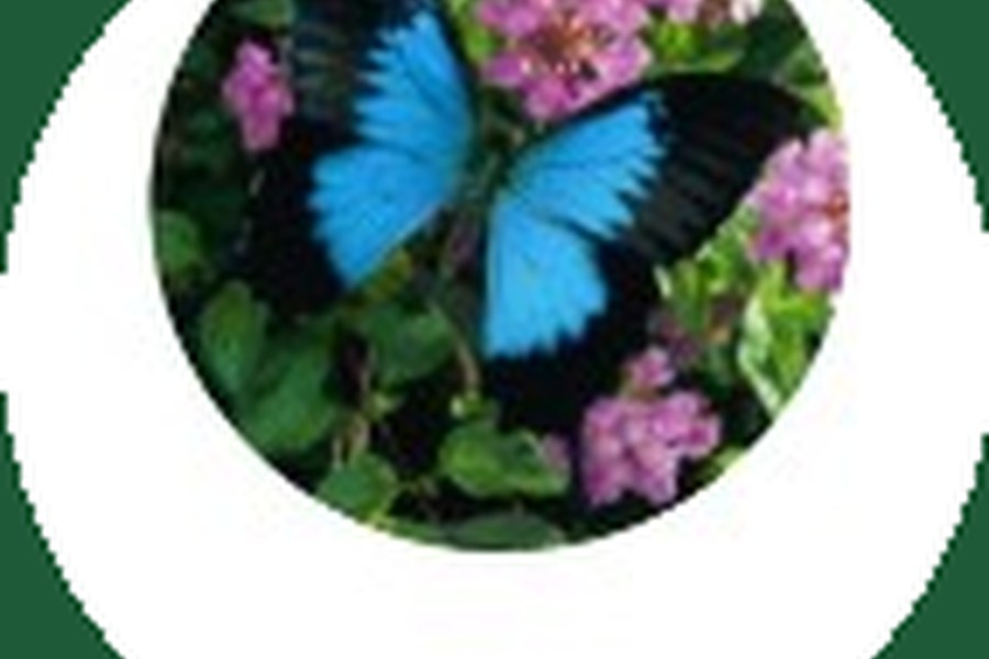Ulysses butterfly
