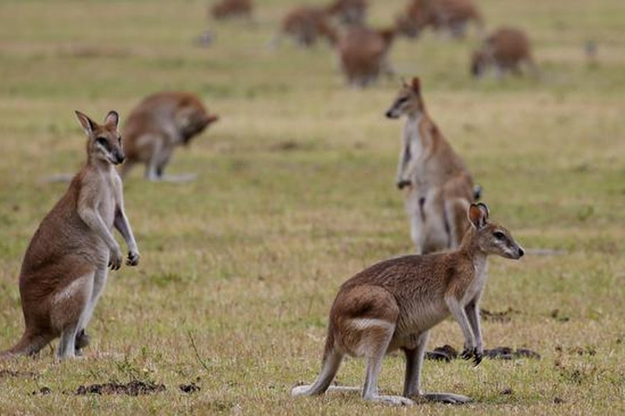 Wallabies at Example Estate